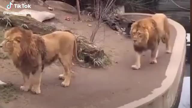  #fleetwoodmac #lions #oops #fail #ohno #cats #funny #aww #cute #lion #fall #fell