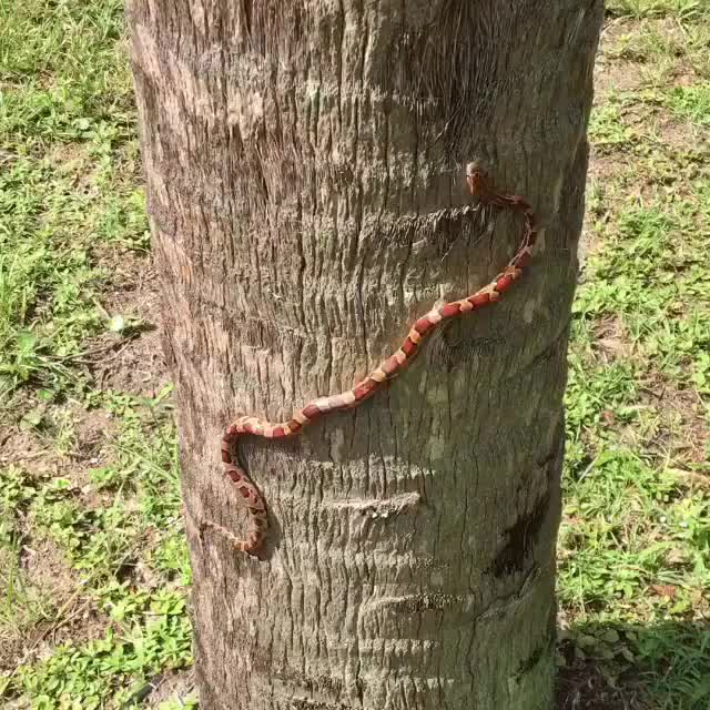 Corn snake climbing a palm tree