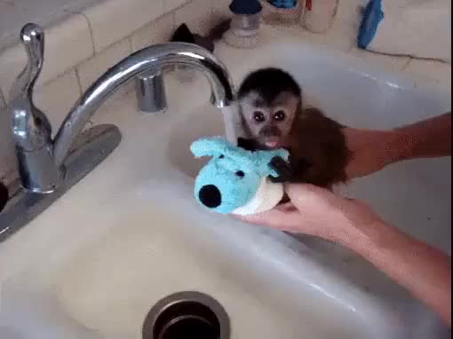 Cute monkey getting a bath
