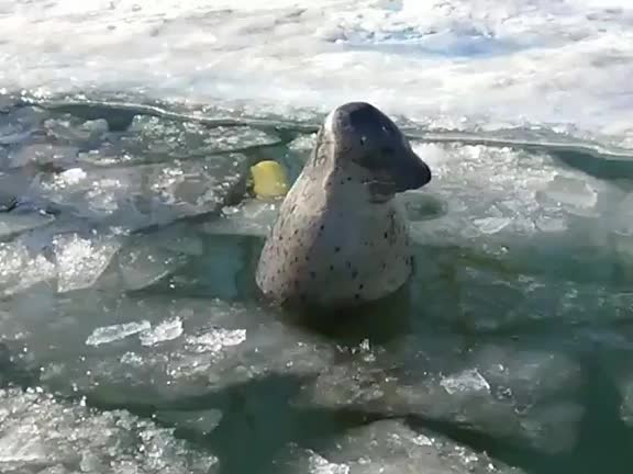 Seal chilling in icy water