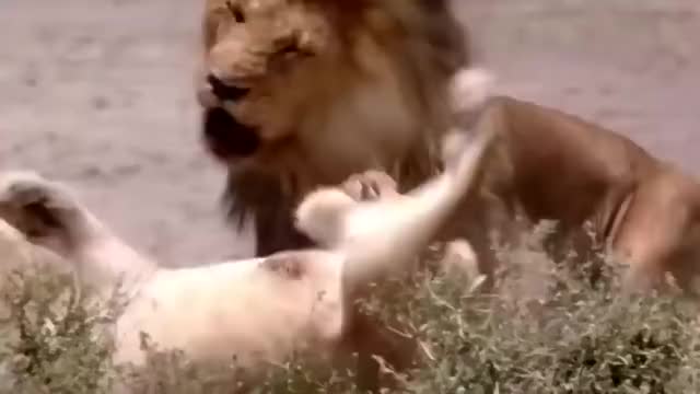 National Geographic HD Stunning Brutal Lion Documentary 2018 King of the Brothers!