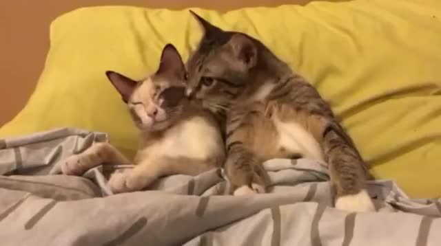 a couple of cats in bed