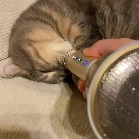ripsave - Kitty Snoring on an echo mic (audio)