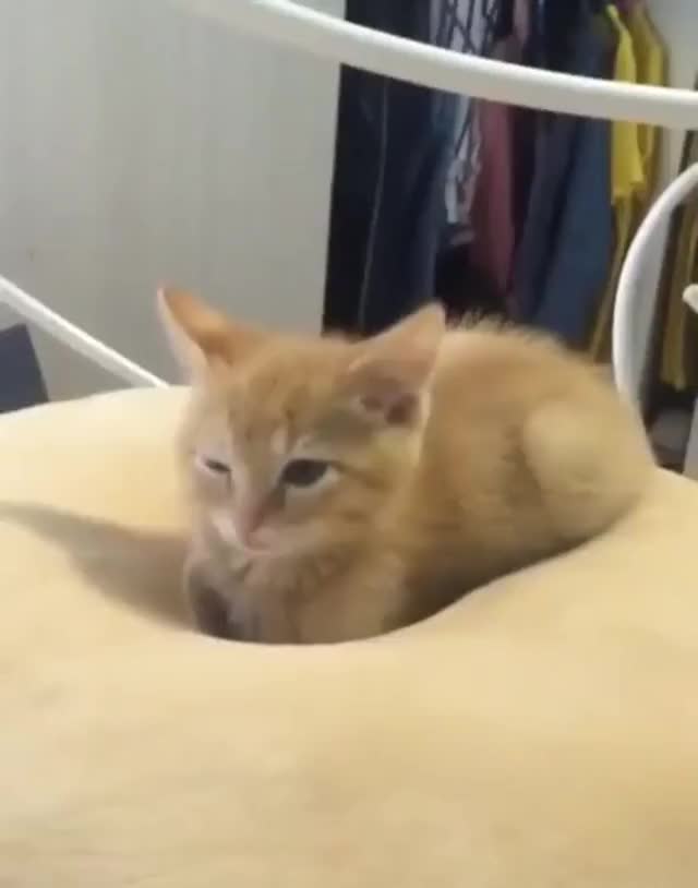 Kitten sinking into a memory foam pillow