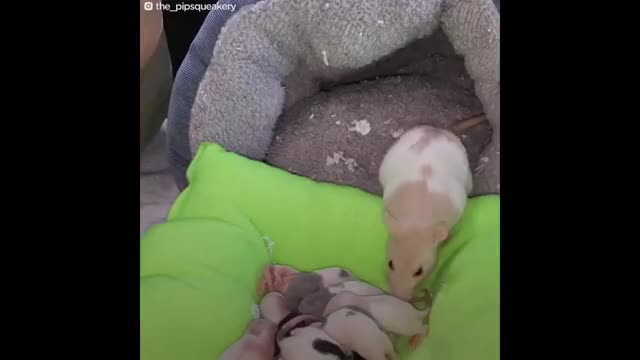 Rat Mom Tucks Her Babies In | The Dodo