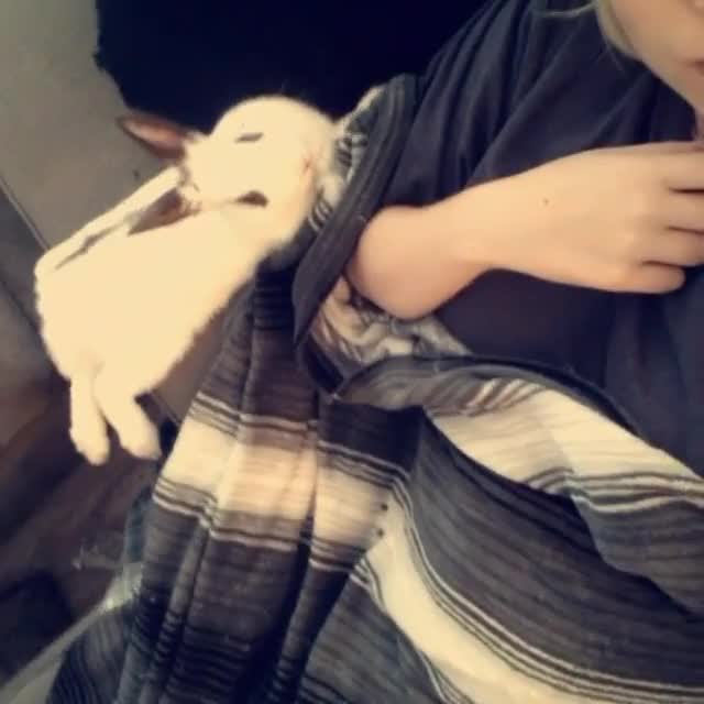 The day I accidently pushed my bunny off the couch when I went in for kisses..