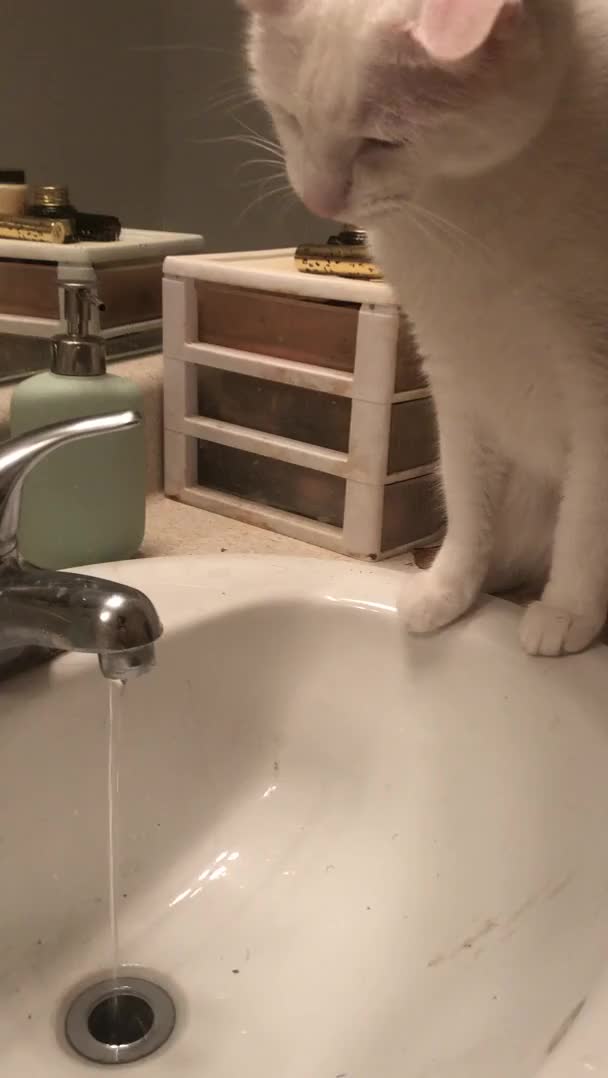 My cat likes to put his head under running water than try to catch the droplets that