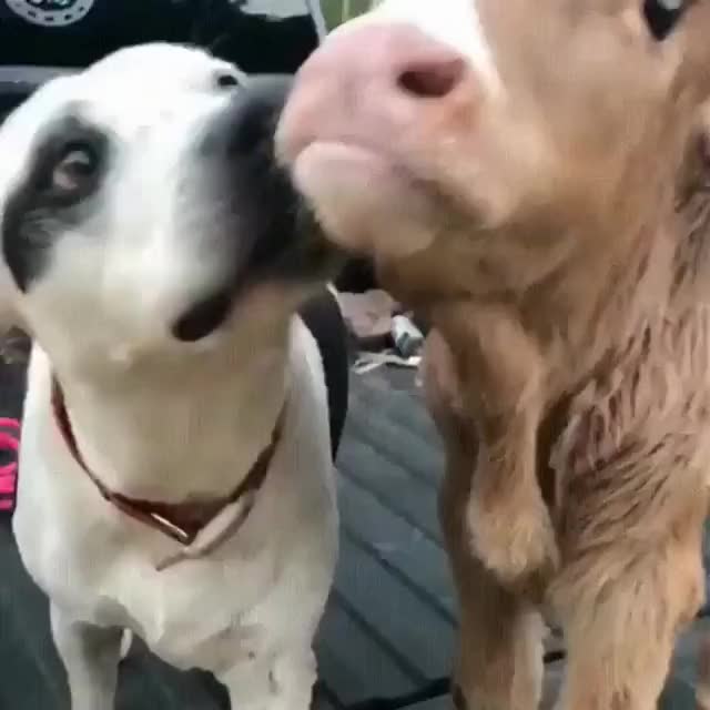 Doggo finds a new best friend!