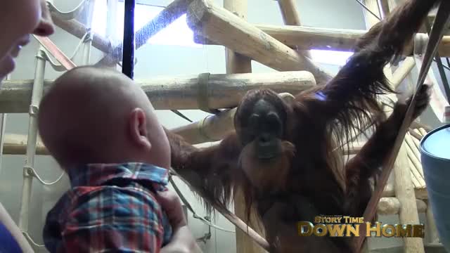 Orangutan Kisses Baby