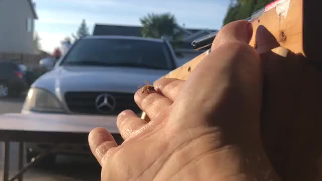 Mercedes clip