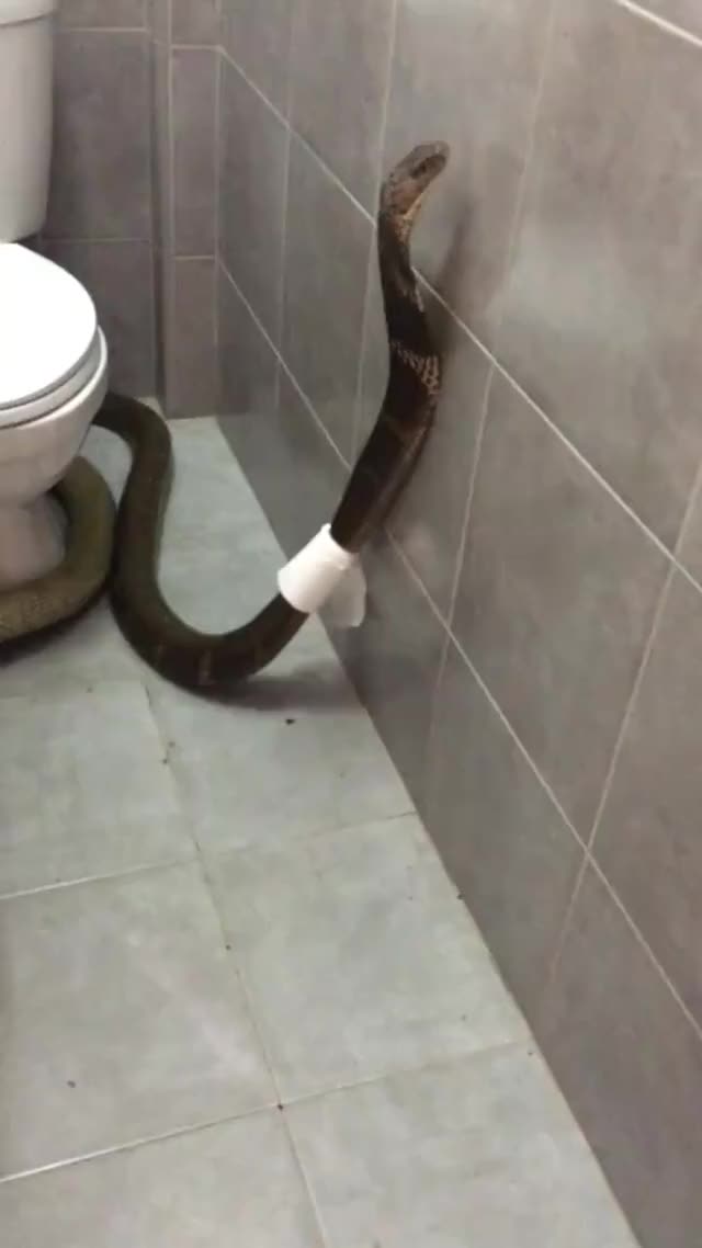 NOT Something You Want To Find In Your Bathroom