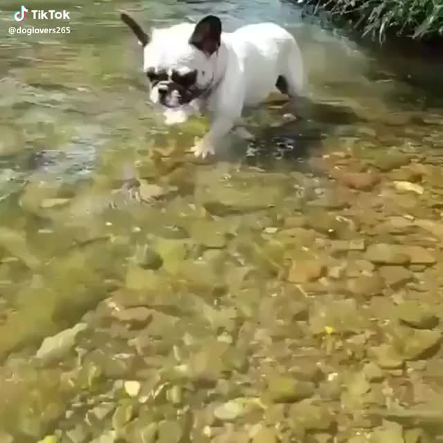 Furrocious! Have you ever been fishing? ?? #cute #dog #puppy