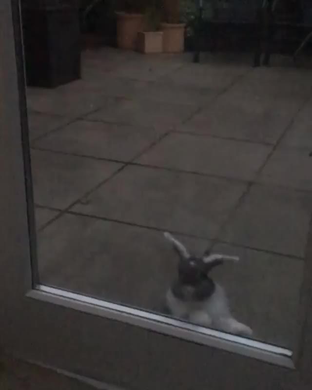 Let me in hooman I not play around  