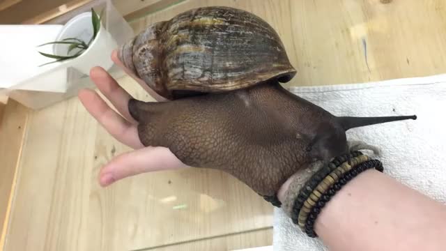 Biggest Snail in the World !