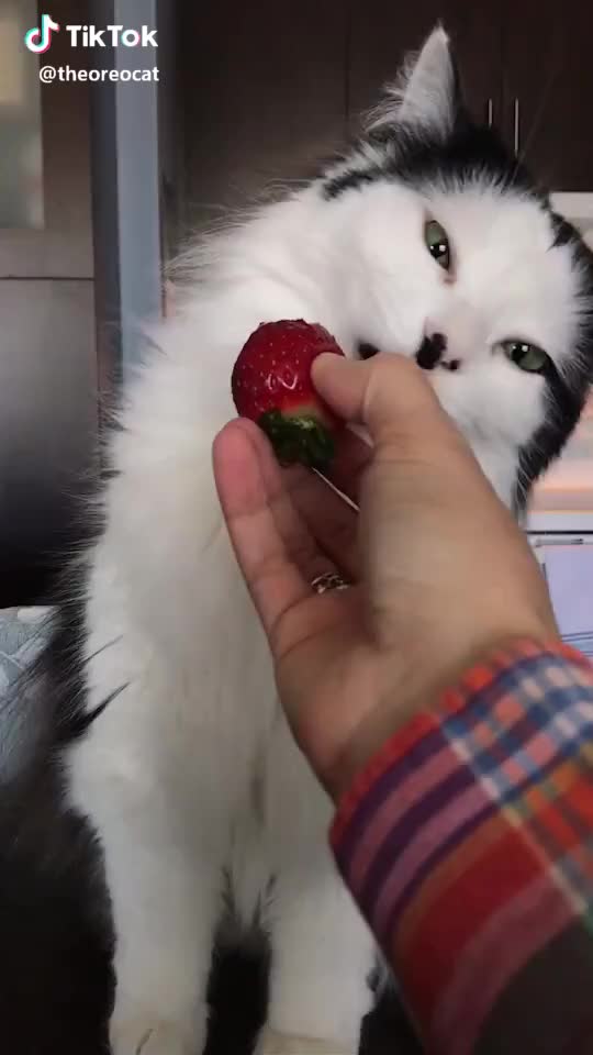 Oreo likes to talk with his mouth full ? #foodasmr #cat #petsoftiktok