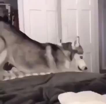 A husky scream "awoooooahhhh"
