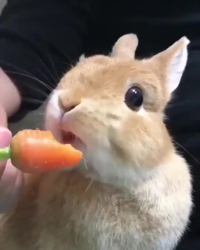 Too many Corona posts. Here's a bunny eating a carrot to cheer you up!