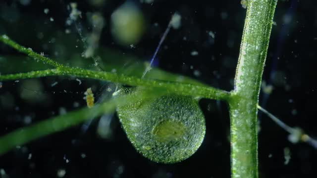 Carnivorous Bladderwort traps a flea