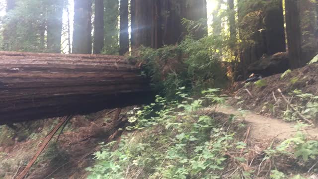 This fallen redwood tree looks like it was filled with 2x4s [OC]