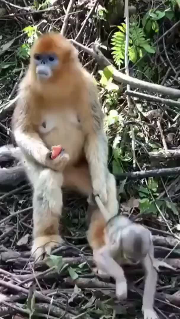 Monkey Mom