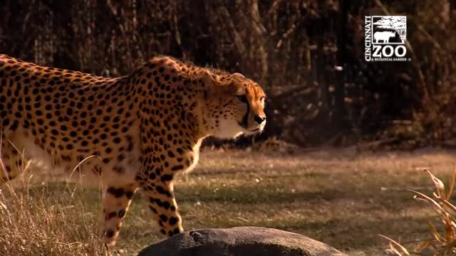 Cheetah Donni Celebrates His 3rd Birthday - Cincinnati Zoo