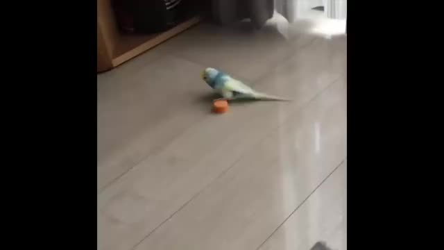 bird does leg lifts with weights
