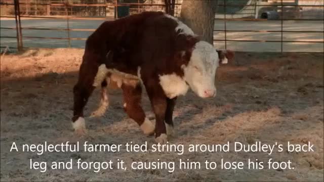 Cow tries prosthetic leg for the first time