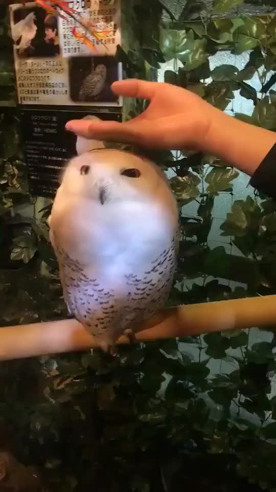 Superb Owl Pets