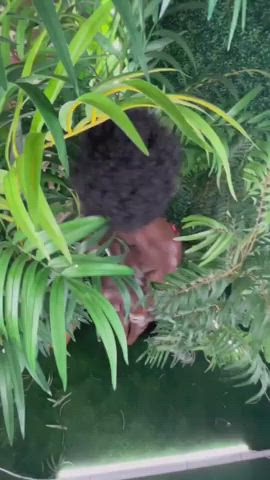 african afro amateur thick clip