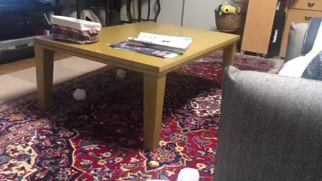 fennec zoomies