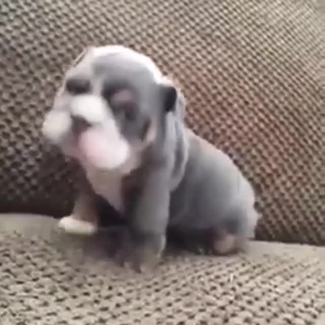 Puppy learns just how strong his wiggle is