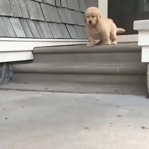 Cute Emergency - Look mom I can jump ? ?: lifewith_bear
