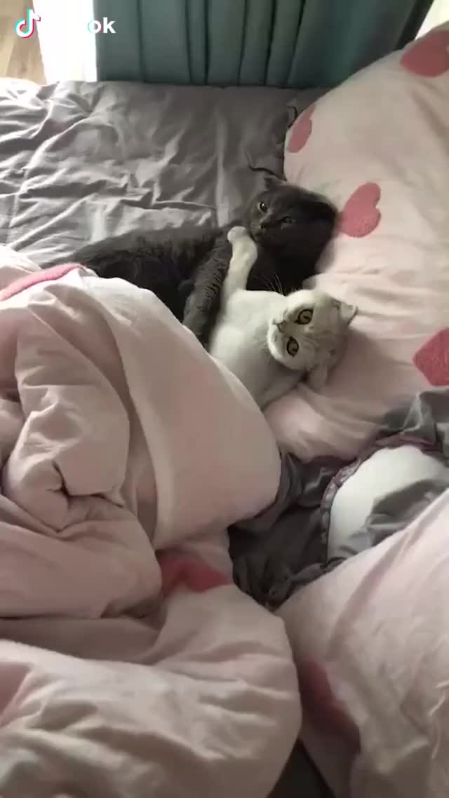 two cats play on the bed