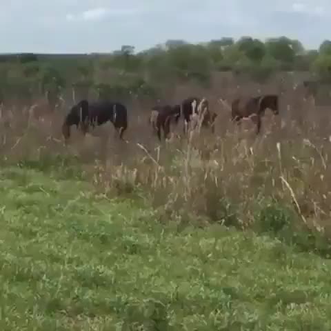 Horse attacks a gator in Florida