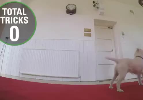 Наибольшее количество трюков выполненных собакой