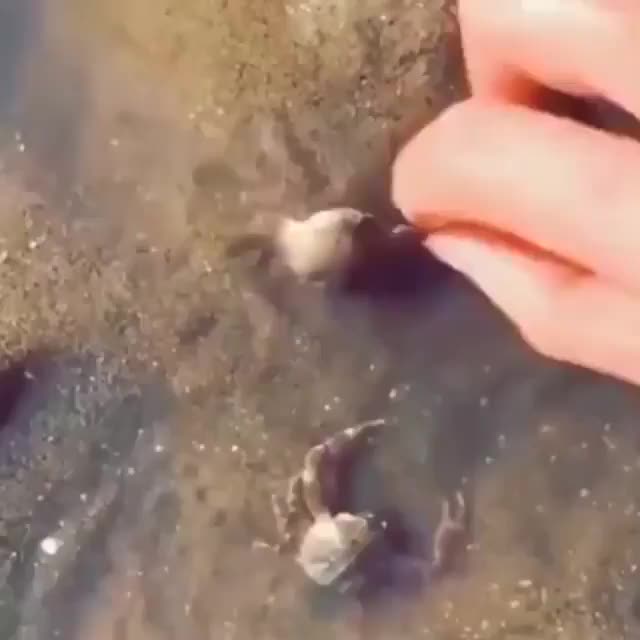 Brave little crab