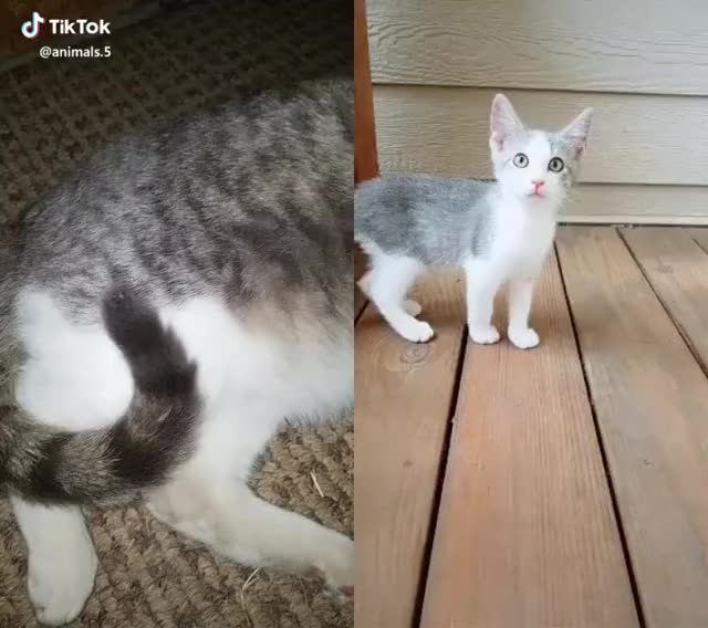Look how much my little boy has grown!!? #theanimalfans Feat. New kitties! Want a