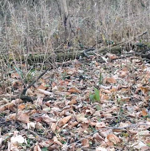 60 seconds of peace in nature 😌🌳☮️