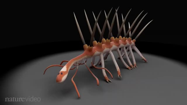 Hallucigenia: The worm with the missing head