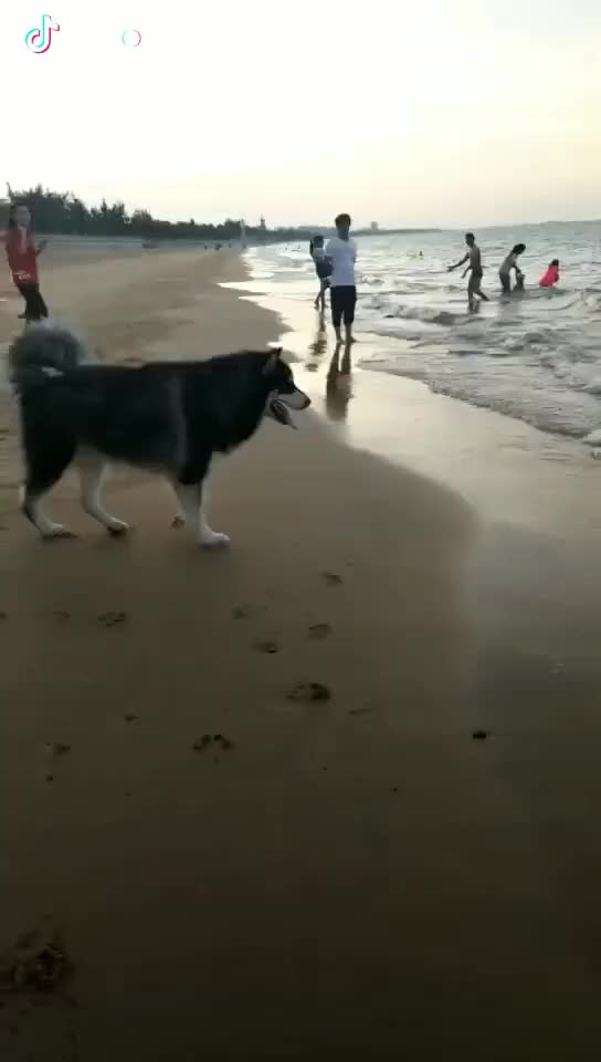 my dog fear the sea wave