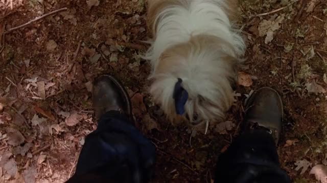 Friday-the-13th-Part-2-1981-GIF-00-33-42-dog-boots