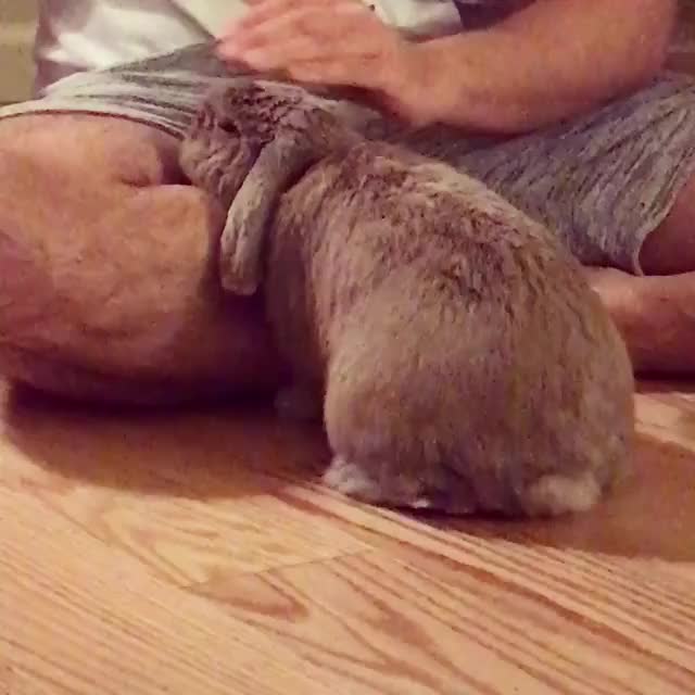 Cuddles with daddy ?❤️ Follow my lovely Pawtners ?: @bunnypippo @popcornandbrodie