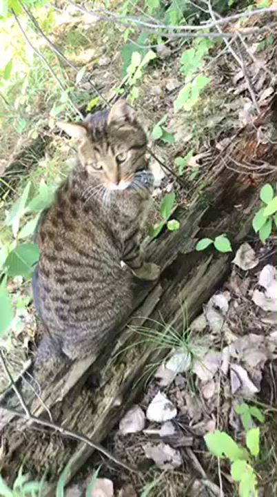 I Find this cat in the middle of the woods 🍃😇