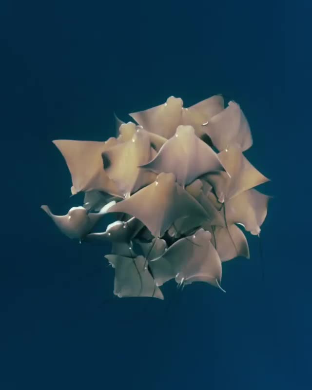 The cownose rays dance (In colour). One of my most memorable underwater encounters
