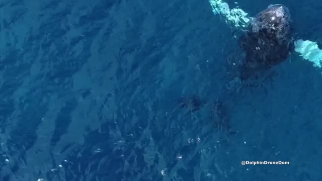 The Best Drone Shot of a Breaching Humpback