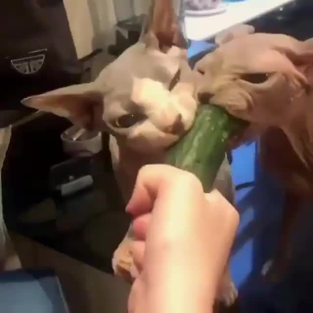 Sméagol wants it, Sméagol needs it. Sméagol must have his precious cucumber!