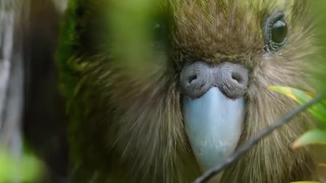 La historia de Lisa, la kakapo