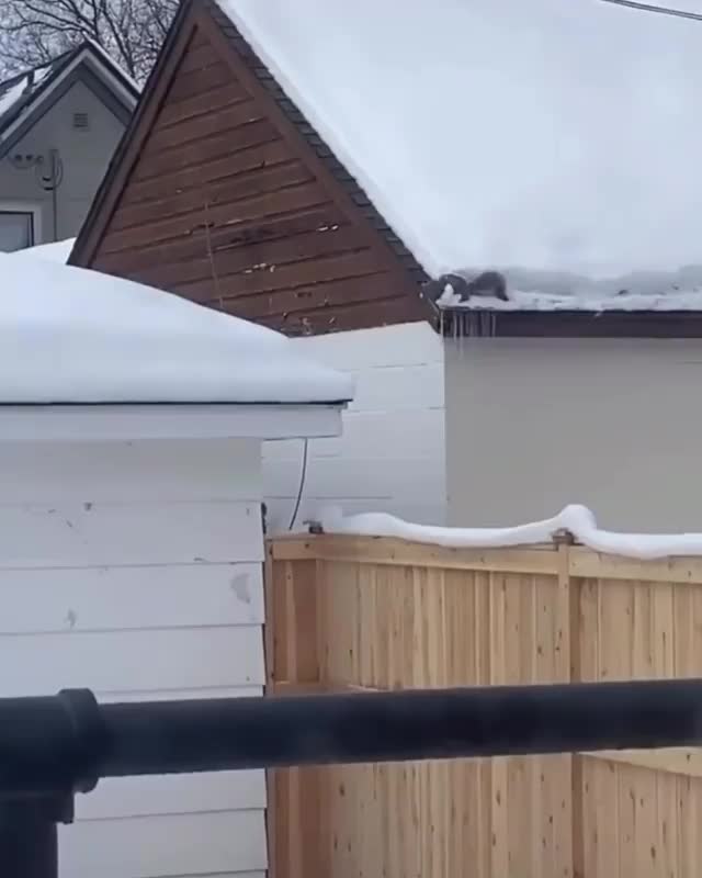 squirrel going through snow