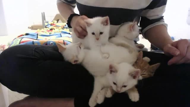 Adorable rescue kittens purring SO loud!  (best kitten therapy ever)