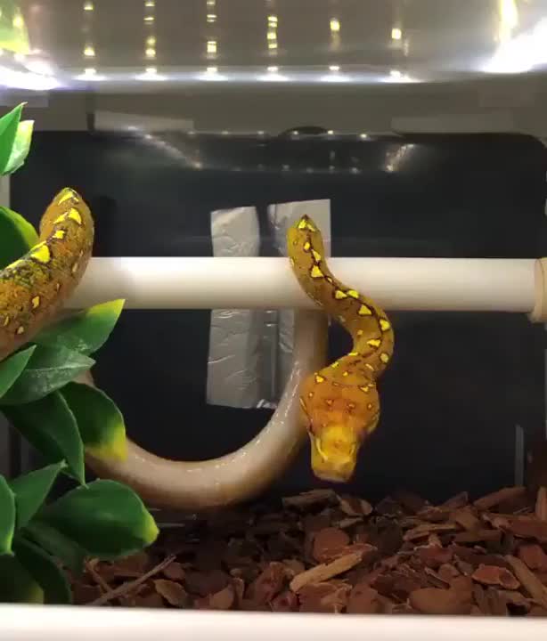 The beautiful patterns on this snake and the way it coils snuggly on the bar is just